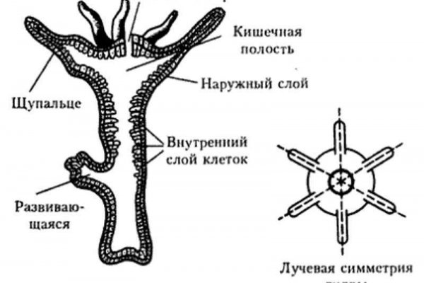 Кракен сайт тор ссылка